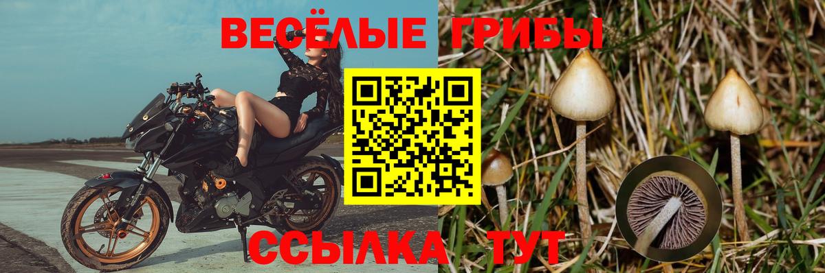 Псилоцибиновые грибы прущие грибы  Псилоцибиновые грибы GOLDEN TEACHER  Вход с VPN  Уфа 